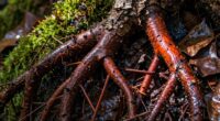 avoid wet root slips